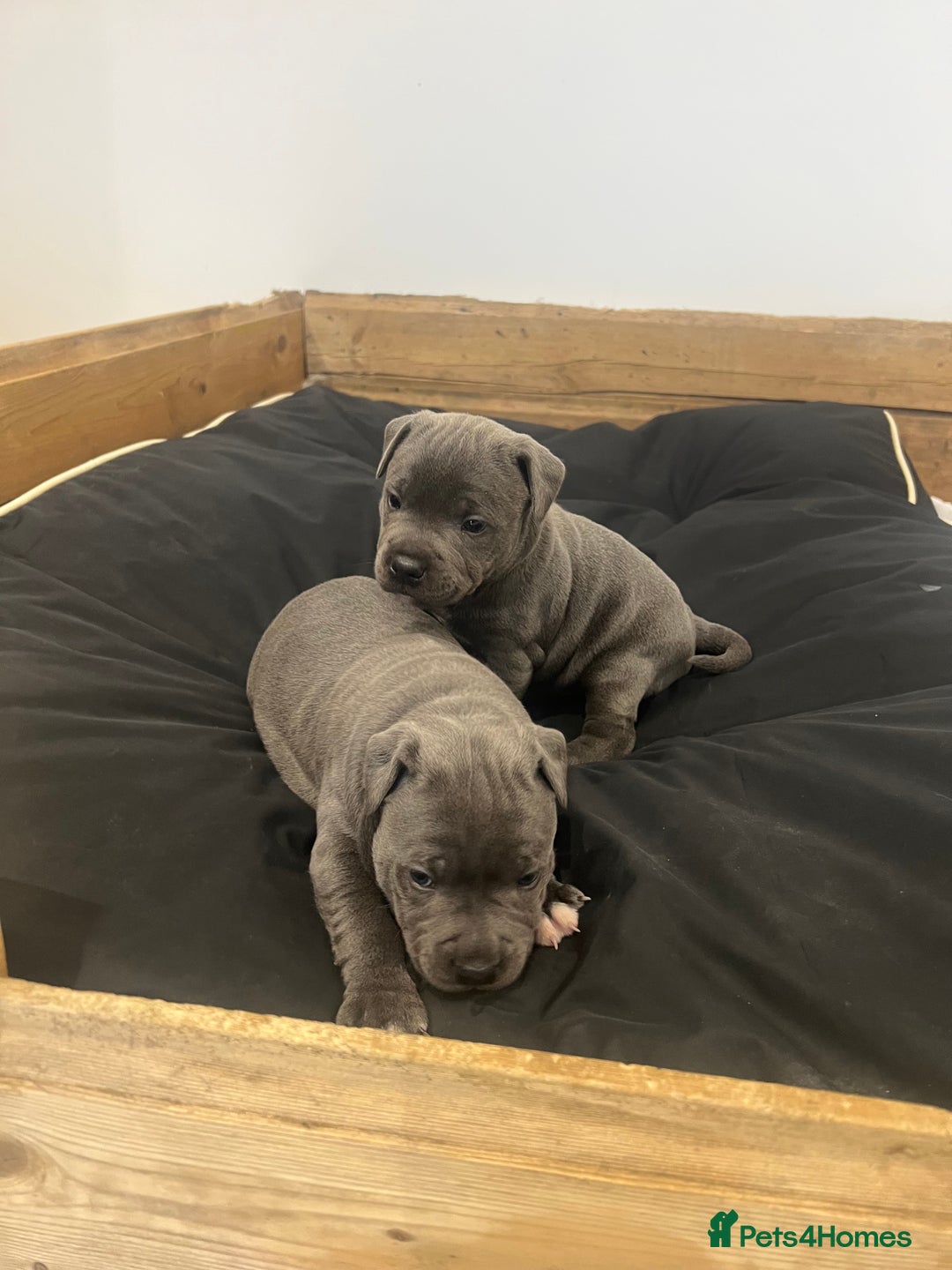 Staffordshire Bull Terrier dogs for sale: READY TO GO 2x BEAUTIFUL BLUE BOYS - Image 2