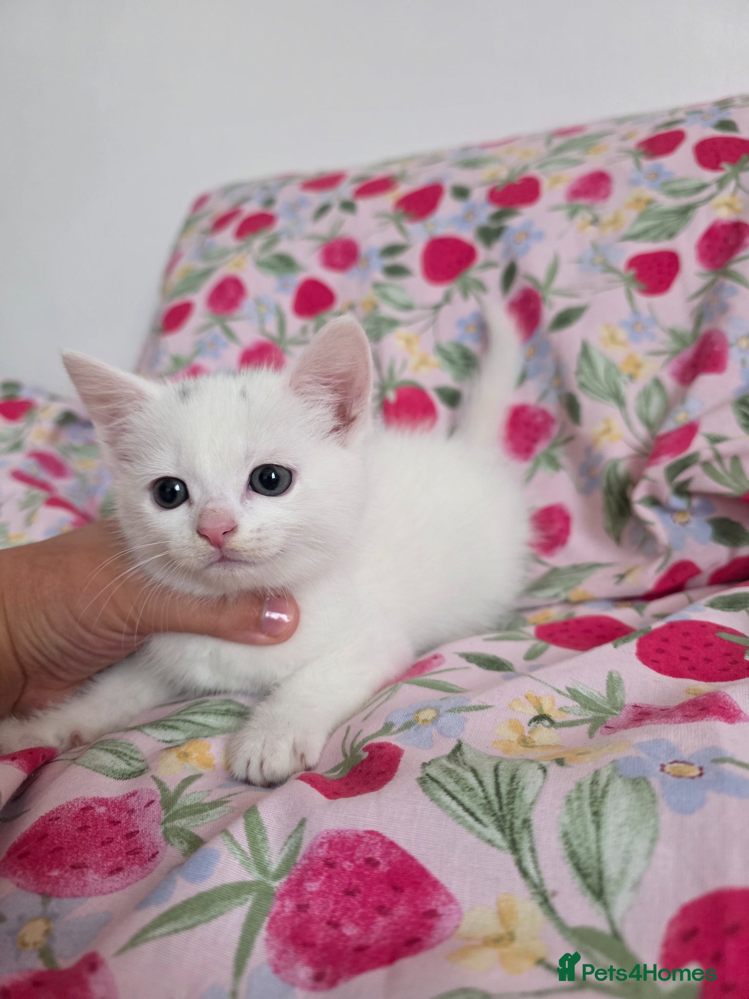 Mixed Breed cats for sale: 🩷🐈‍⬛All kittens are now reserved. - Advert 5