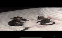 Mixed Breed cats for sale: Beautiful patched tabbies looking for homes  - Image 11