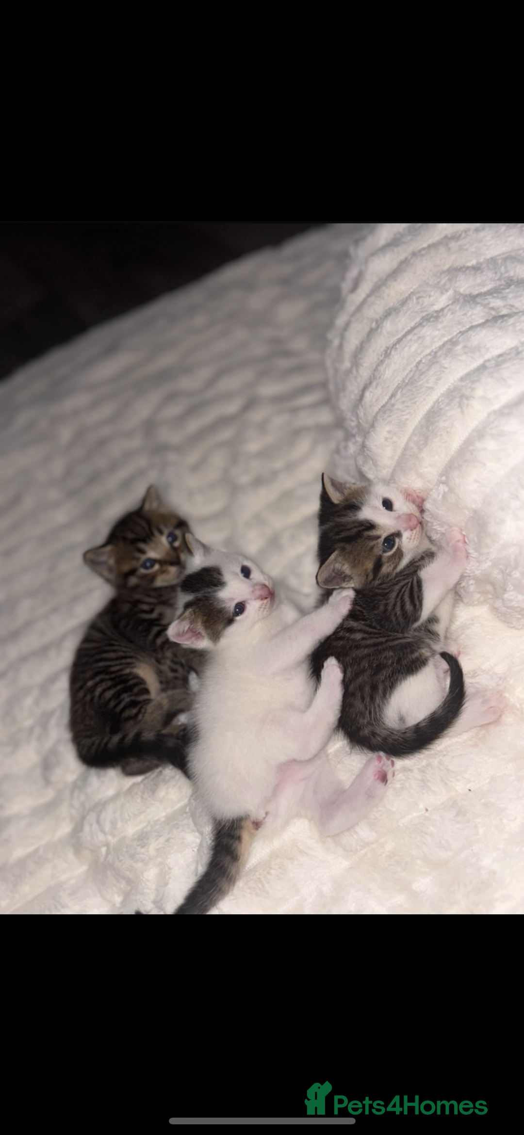 Mixed Breed cats for sale: Beautiful patched tabbies looking for homes  - Image 11