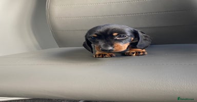 Dachshund dogs - Advert 5