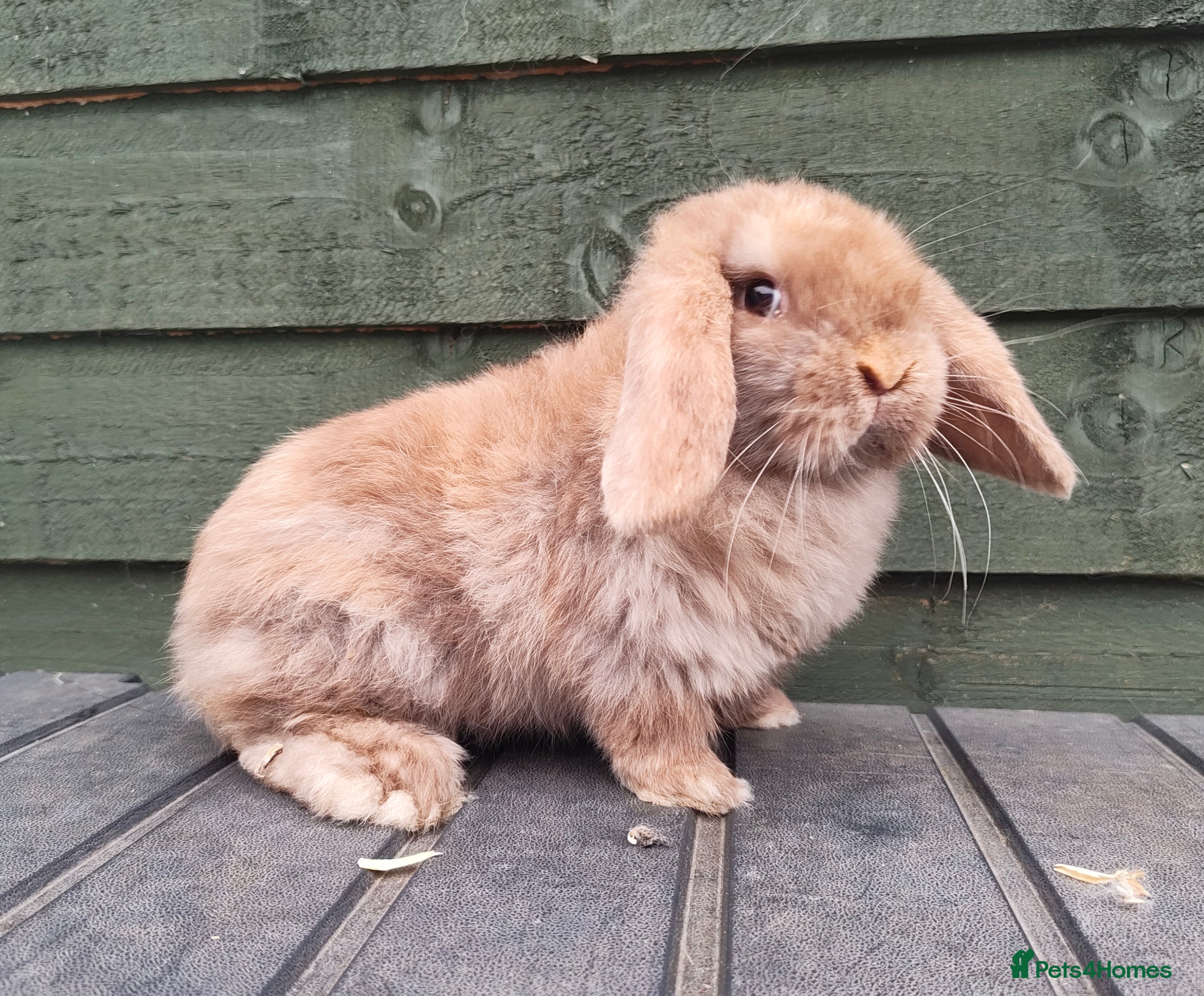 Mini Lop rabbits Stunning chocolate magpie buck  - Advert 4