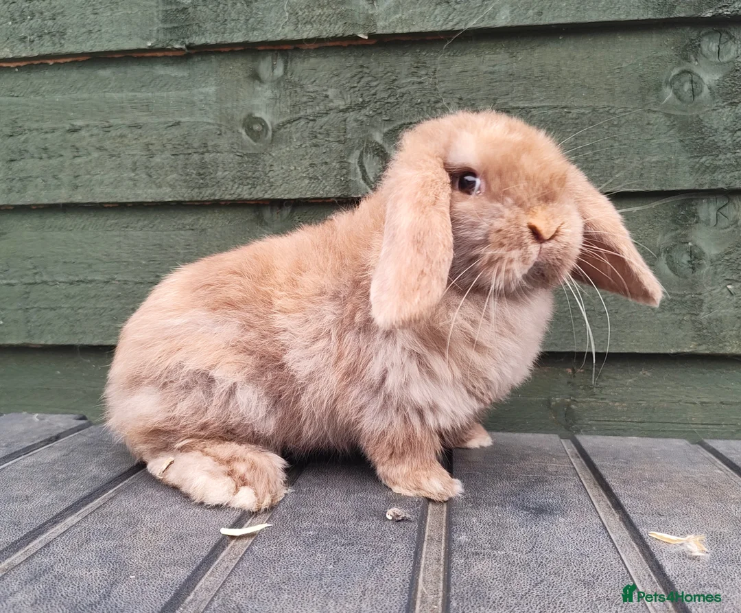 Mini Lop rabbits for sale: Stunning chocolate magpie buck  - Advert 1