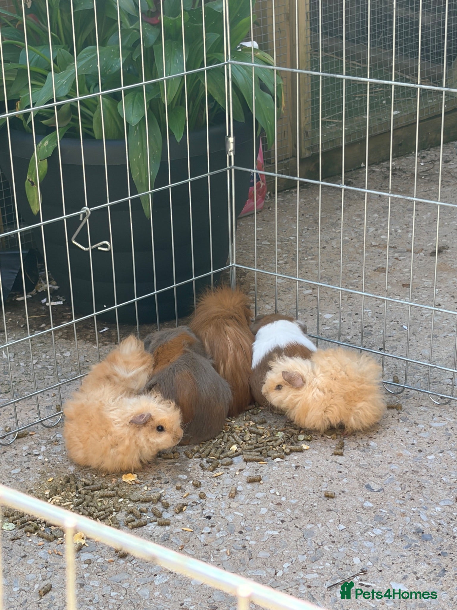 Guinea Pig rodents 10 week old baby boars  - Advert 17
