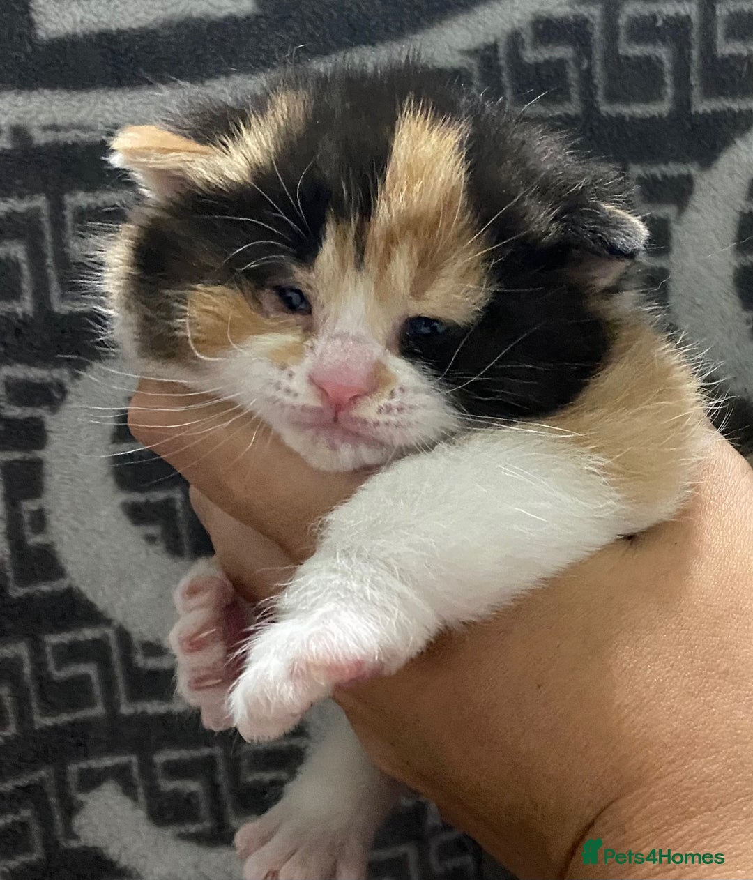 British Shorthair cats for sale: 2 girls 1 boy very docile  - Image 1