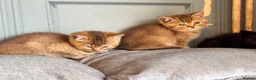 British Shorthair cats for sale: stunning affectionate Kittens available - Advert 10