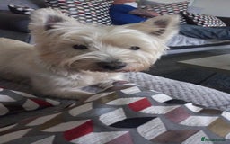 West Highland Terrier dogs for stud: Stud.. in Greenock - Image 6