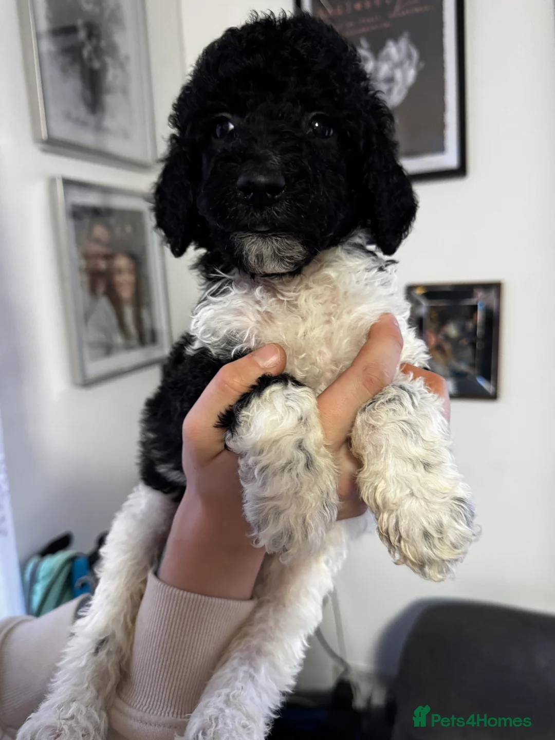 Standard Poodle dogs for sale: Last 2 boys ! KC Standard Poodles! Ready Now! - Advert 15