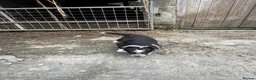 Border Collie dogs for sale: Border collie pups for sale - Advert 12