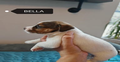 Jack Russell dogs - Advert 2