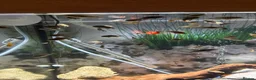 Cichlids fish for sale: Malawi Cichlids fry  - Advert 1