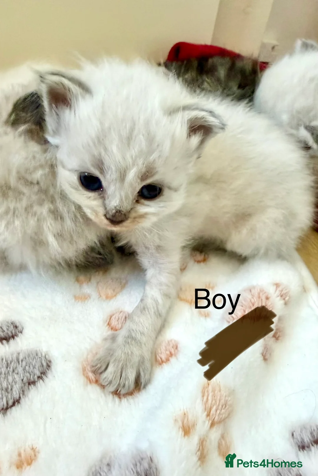 Siberian cats for sale: Fully Siberian Kittens  - Advert 2