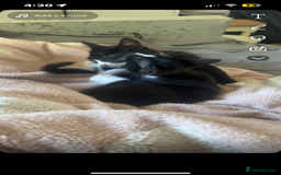Mixed Breed cats for sale: 2 Female Kitten, must go together - Image 2