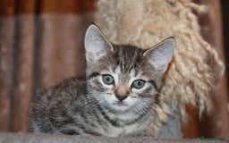 Bengal cats for sale: Adorable, affectionate, so cute kittens for sale!! - Image 34