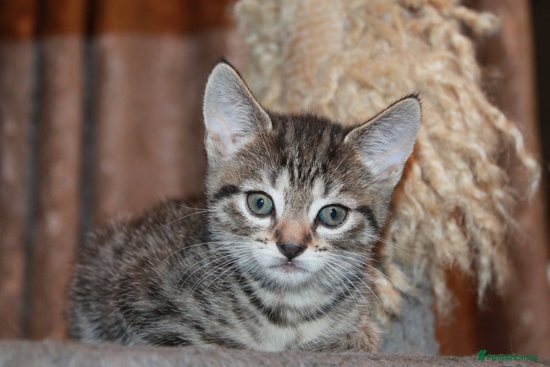 Bengal cats for sale: Adorable, affectionate, so cute kittens for sale!! - Image 34