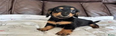 Black and Tan boy 