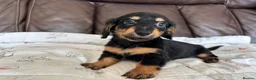 Miniature Dachshund dogs for sale: (3left, ready) Long haired miniature Dachshund  - Advert 27