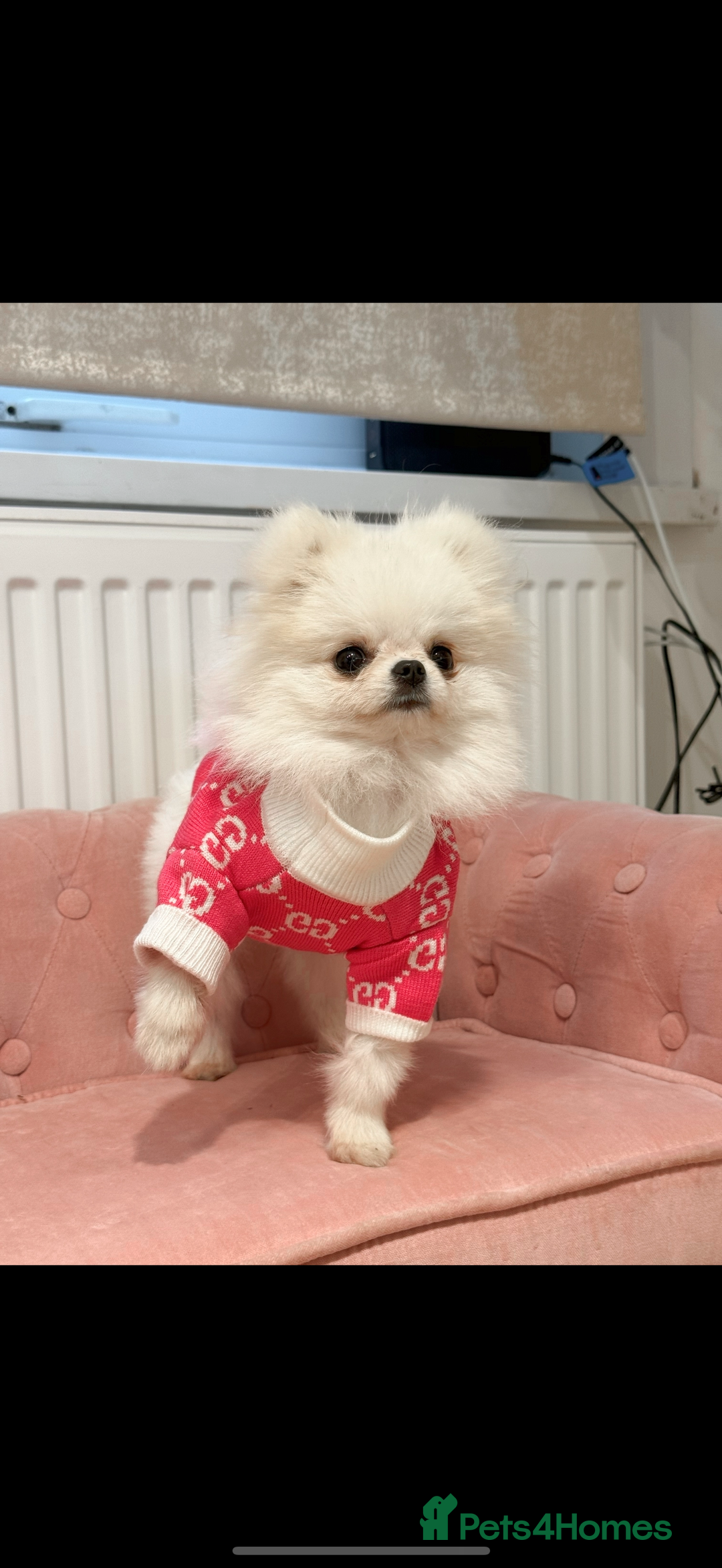 Pomeranian dogs for sale: Tiny white Pomeranian girl Russian import - Image 3