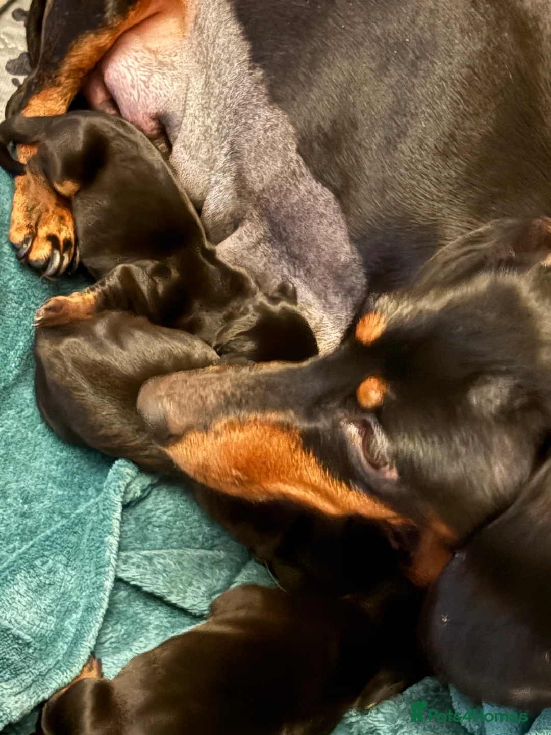 Miniature Dachshund dogs for sale: Miniature Dachshund Smooth Hair Puppies  - Advert 7