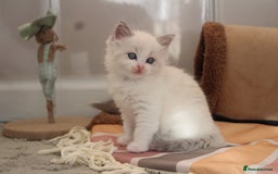 Ragdoll cats for sale: TICA Blue Bicolour Ragdoll Mink Cherubim Kittens  - Image 11