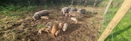 Pig livestock for sale: Minature Pigs (7/8 Juliana) - Advert 4