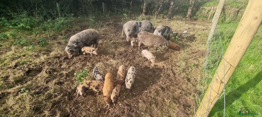 Pig livestock for sale: Minature Pigs (7/8 Juliana) - Advert 4