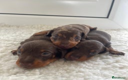 Miniature Dachshund dogs for sale: Miniature dachshund - Image 21