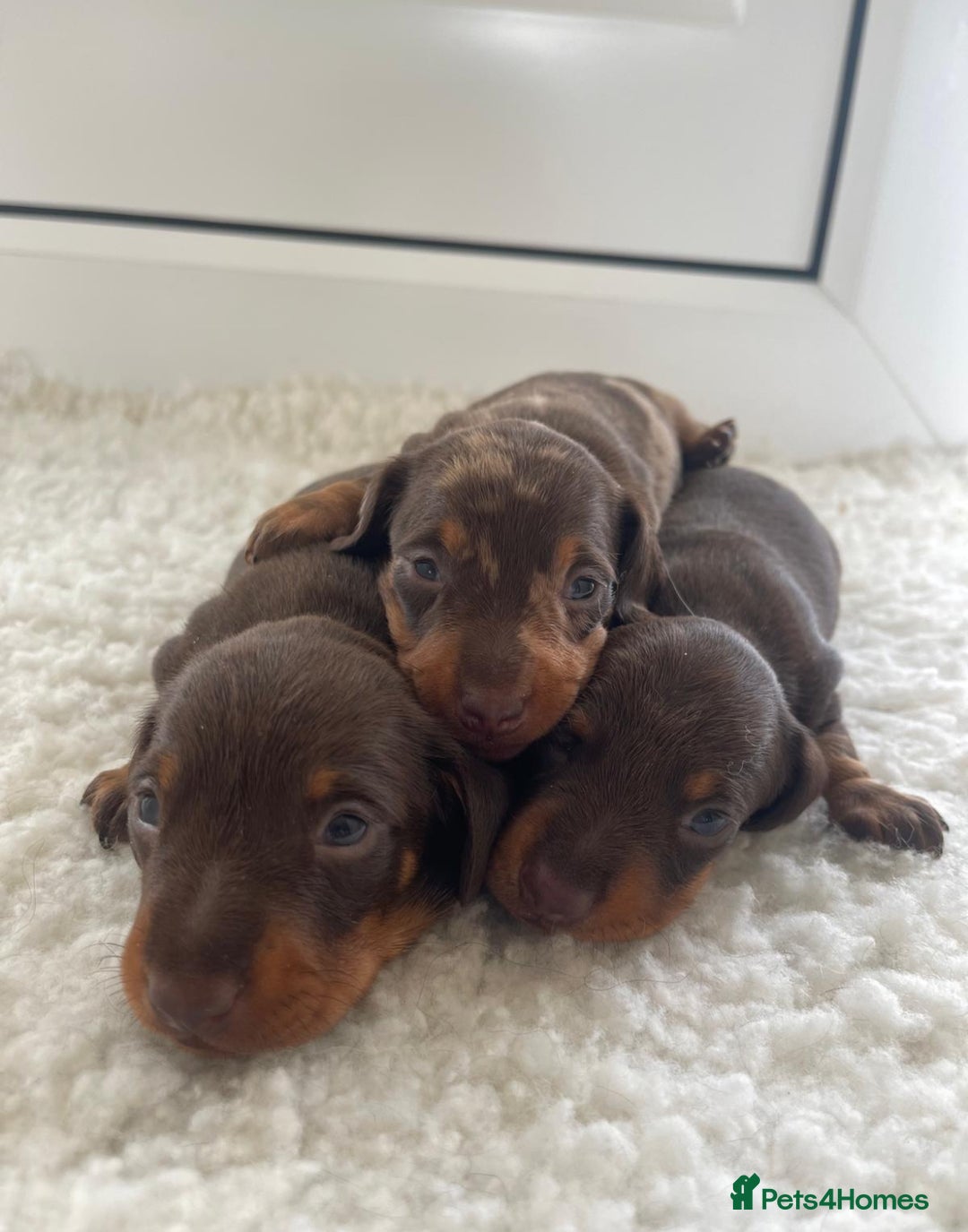 Miniature Dachshund dogs for sale: Miniature dachshund - Image 21