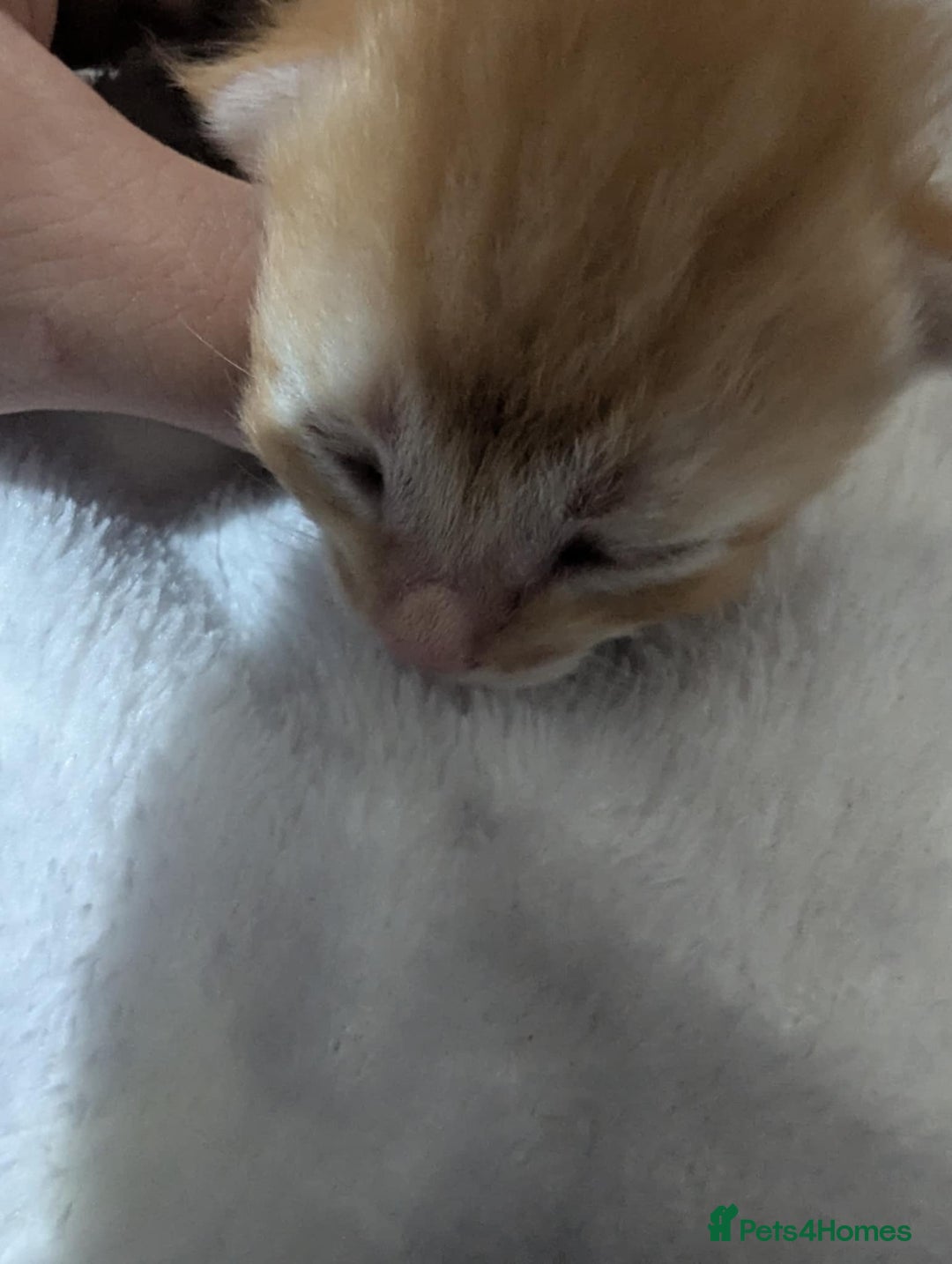 Mixed Breed cats for sale: Beautiful kittens - Image 3