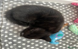 Mixed Breed cats for sale: Adorable mixed breed kittens for sale  - Image 6
