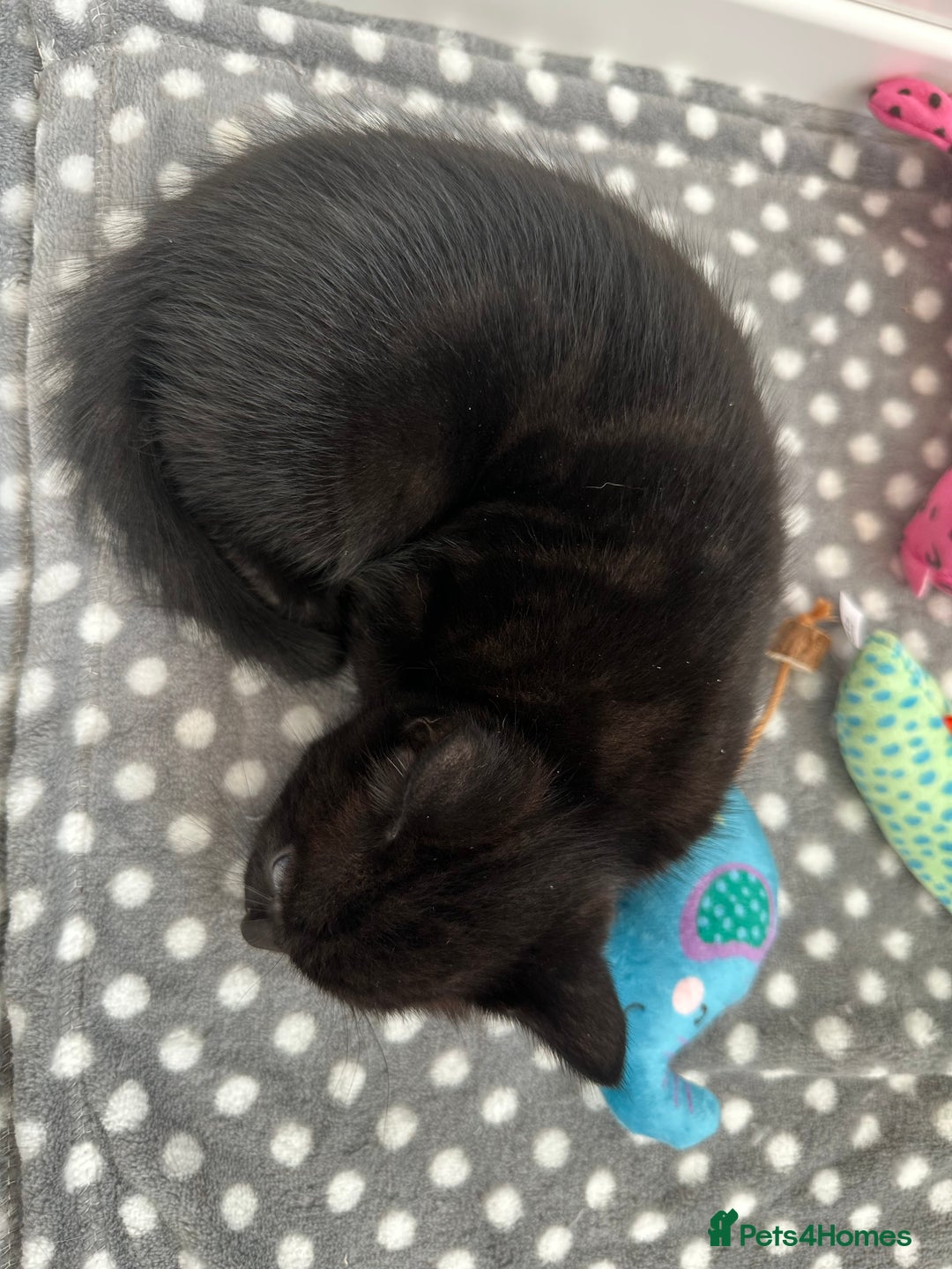 Mixed Breed cats for sale: Adorable mixed breed kittens for sale  - Image 6