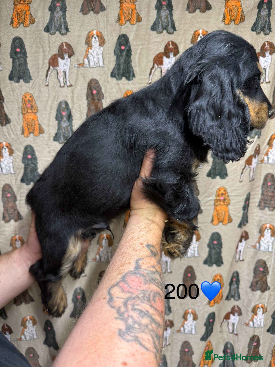 Cocker Spaniel dogs for sale: Chunky show type cocker spaniels  - Image 10