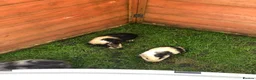 Guinea Pig rodents for sale: Baby Male and female Swiss, shelti, short haired - Advert 3