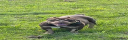 American Bully dogs for sale: Pocket bullies  in Sheffield - Advert 13
