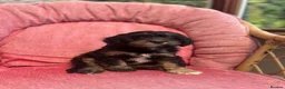 Cavapoo dogs for sale: Gorgeous F1 Cavapoo puppies - Advert 7