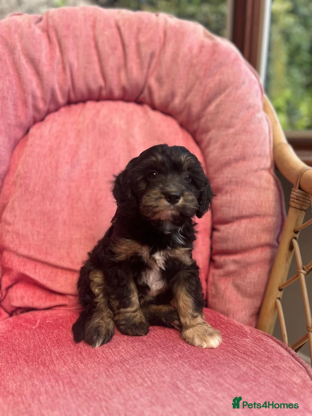 Cavapoo dogs for sale: Gorgeous F1 Cavapoo puppies - Advert 7