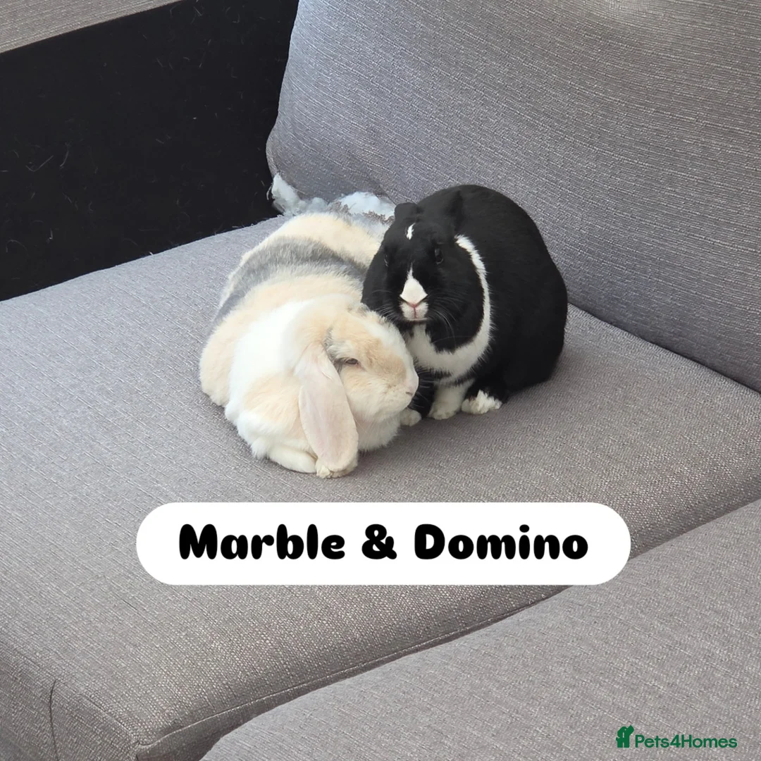 Dutch rabbits for sale: Bunnies for sale - Advert 3