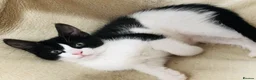Maine Coon cats for sale: Full bread Maine coon kittens 6 left  - Advert 3