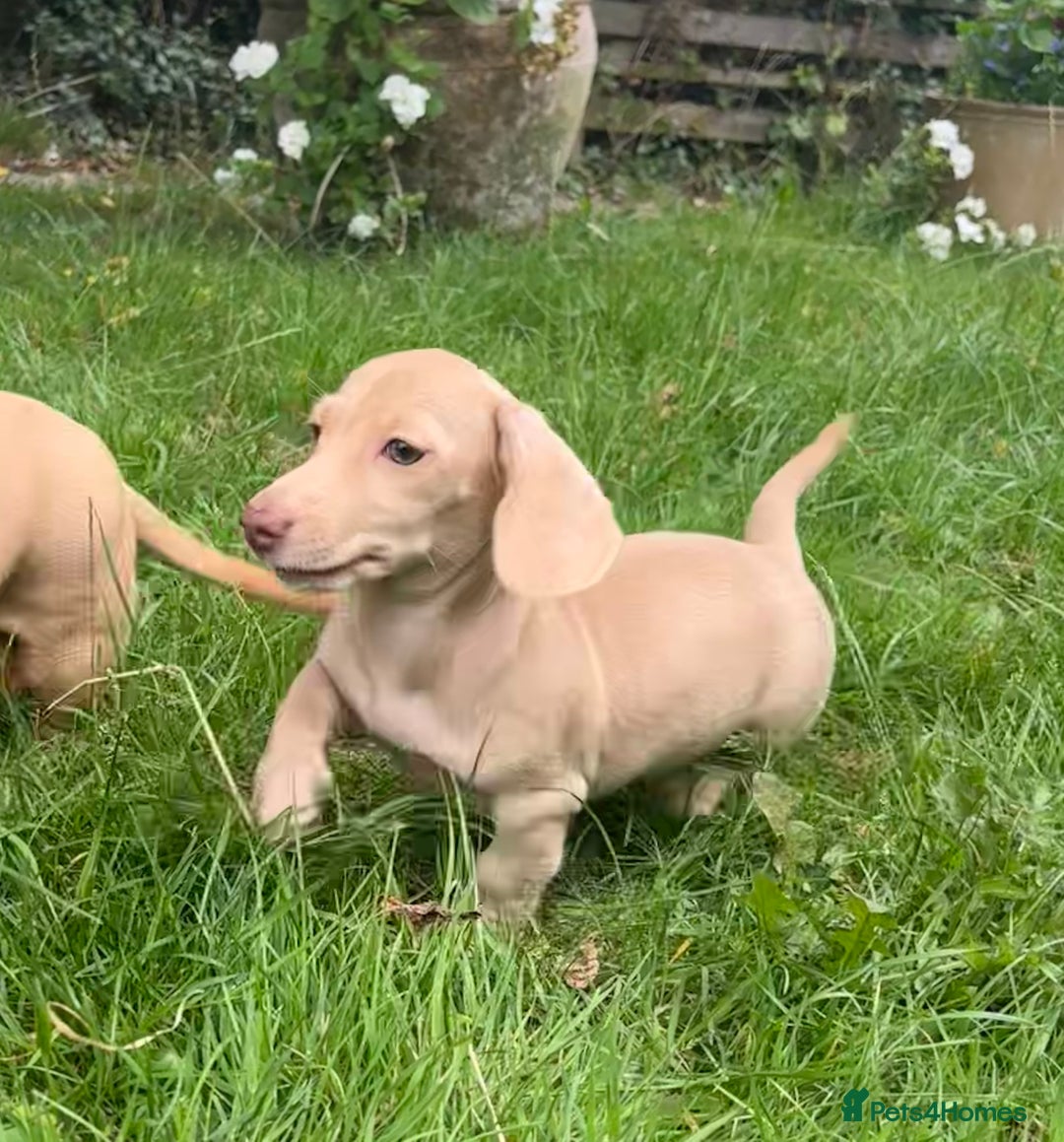 Miniature Dachshund dogs for sale: Miniature smooth haired cream dachshund. PRA/KC  - Image 11