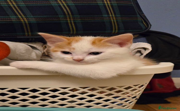 Mixed Breed cats - Advert 6