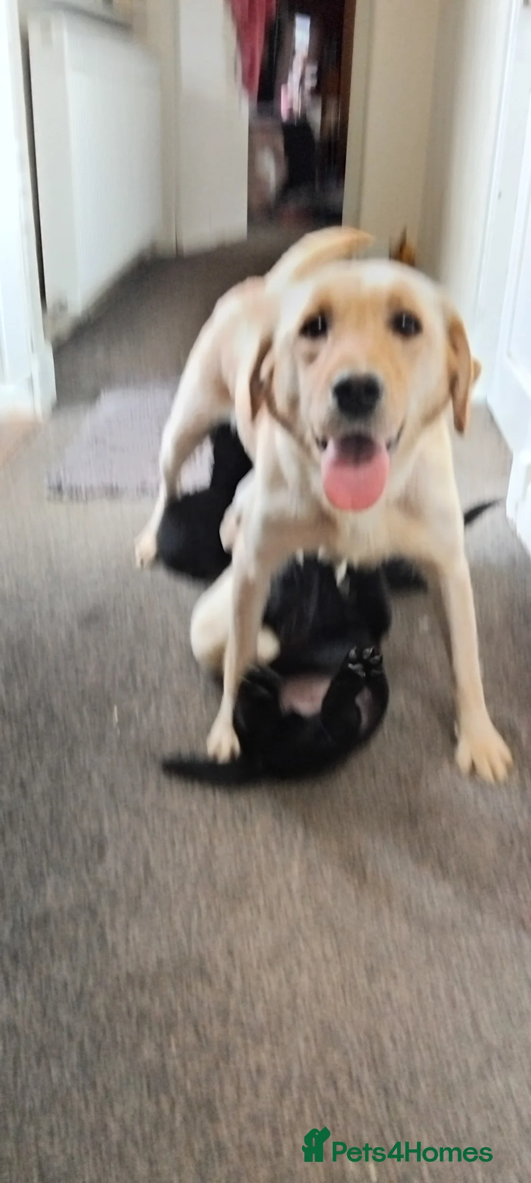 Labrador Retriever dogs for sale: KC Registered Stunning Labrador puppies  - Advert 22