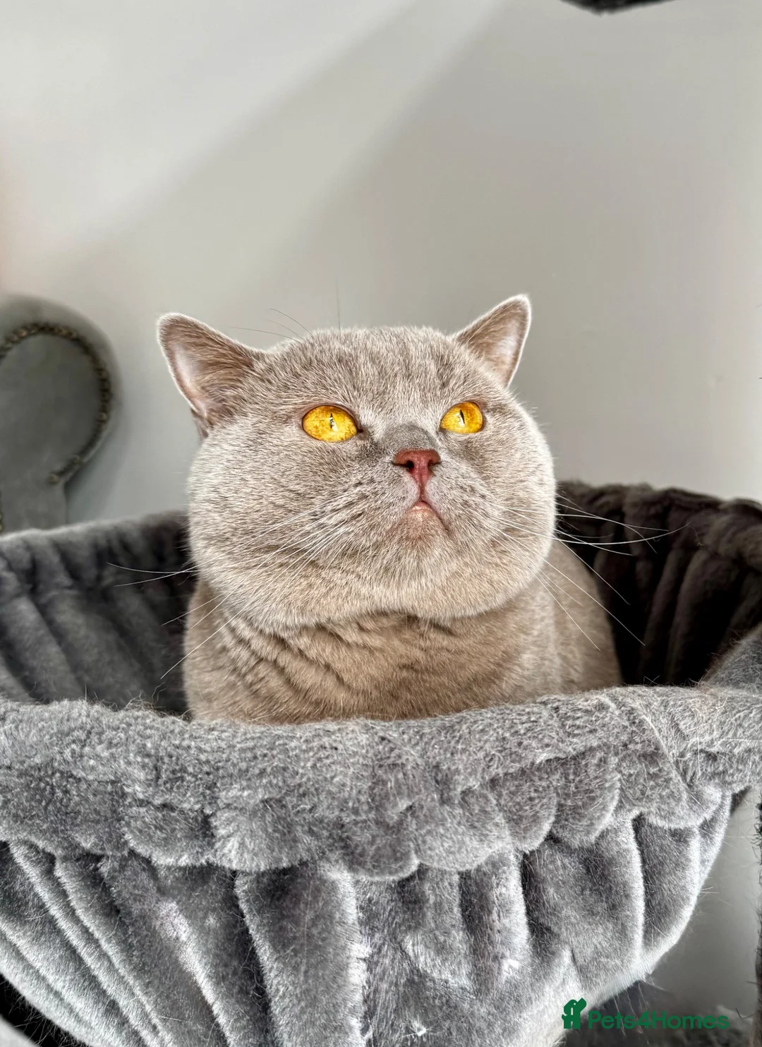 British Shorthair cats for stud: GCCF  Registered Chocolate & Lilac Active Studs  - Advert 2