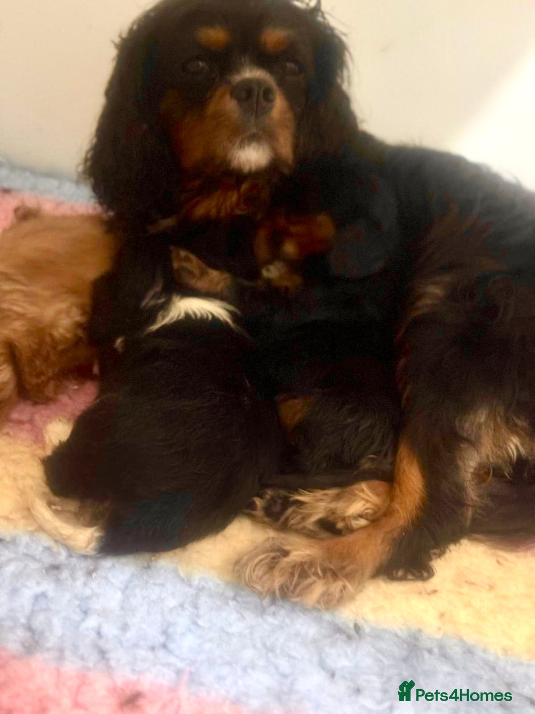 Cavalier King Charles Spaniel dogs for sale: Stunning cavalier King Charles  - Image 5