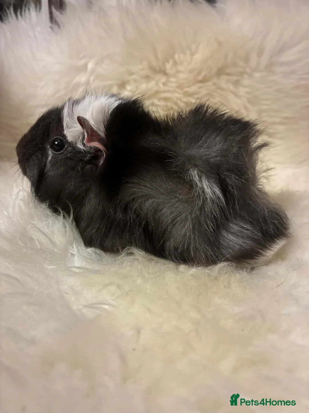 Guinea Pig rodents for sale: Baby Guinea pigs in Bristol - Advert 2
