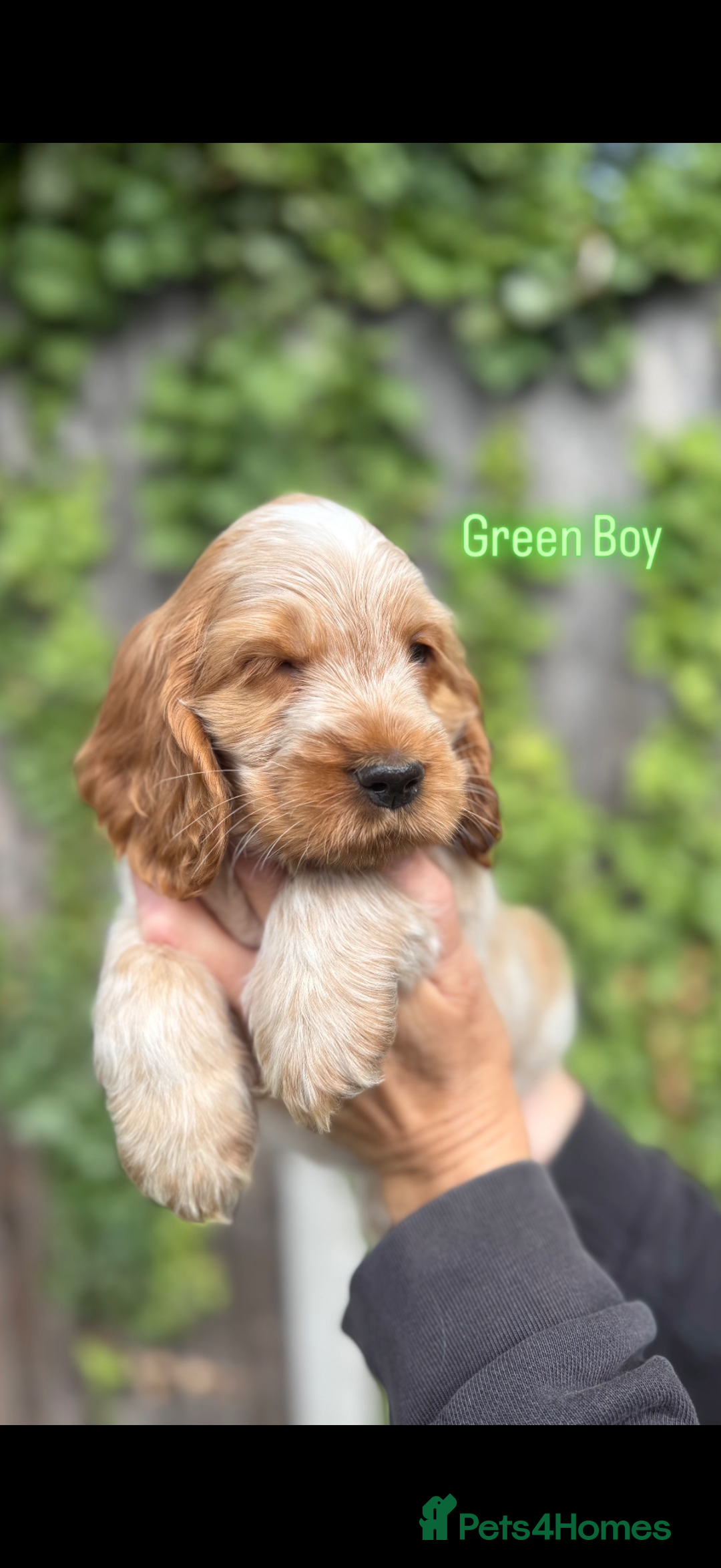 Cocker Spaniel dogs for sale: Last boy! Top quality show-type Cocker Spaniels! in Leicester - Image 22
