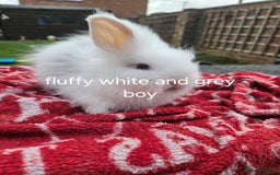 Lionhead rabbits for sale: Beautiful baby lion head bunnies  - Image 4