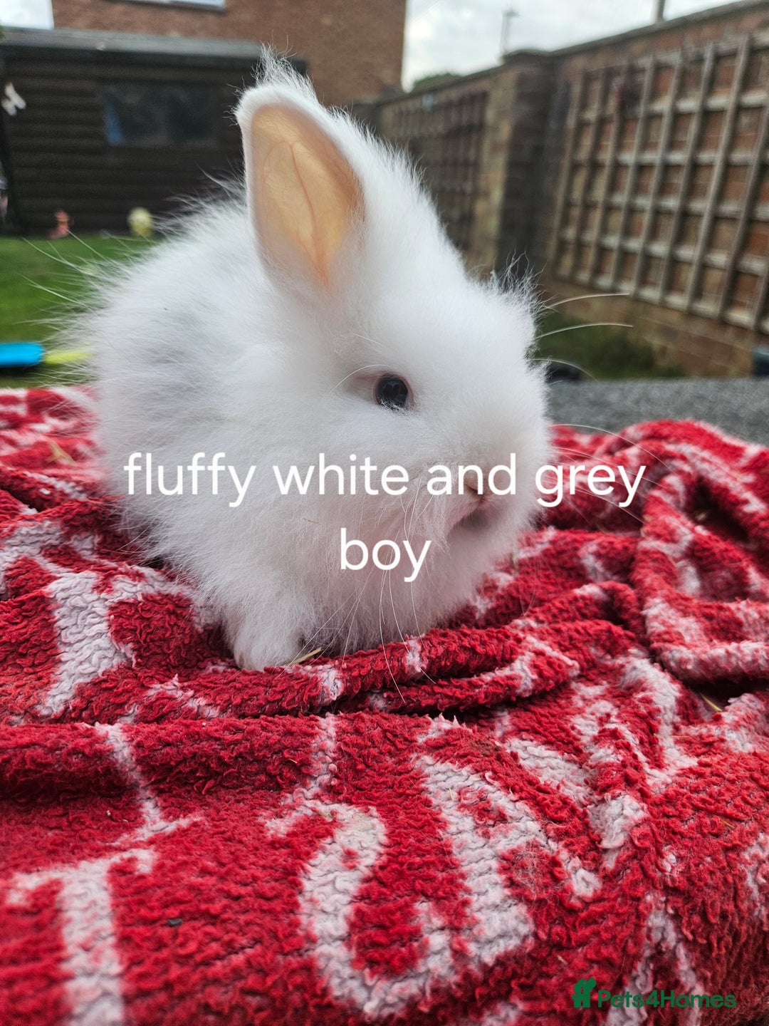 Lionhead rabbits for sale: Beautiful baby lion head bunnies  - Image 4