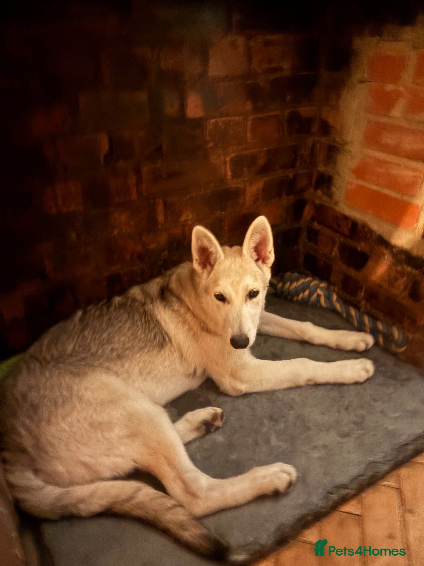 Mixed Breed dogs for sale: White swiss shepherd /Low Content Wolfdog puppies  - Advert 9