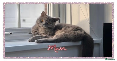 British Shorthair cats British shorthair kittens - Advert 7