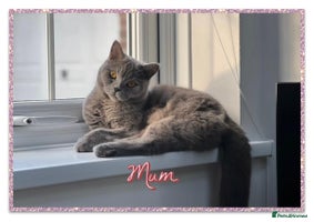 British Shorthair cats British shorthair kittens - Advert 6